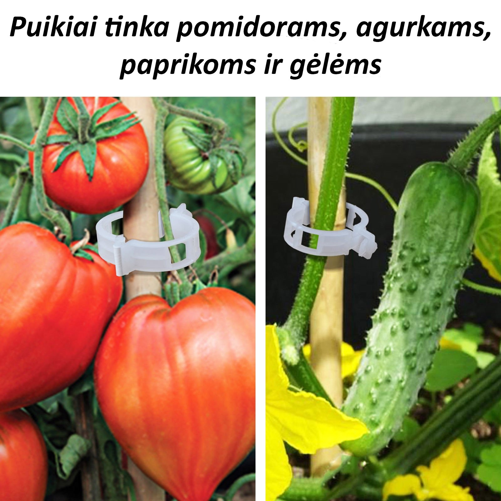 pomidoru-segtukai-50-vnt